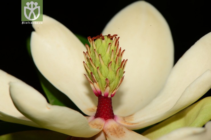 manglietia forrestii滇桂木莲【zg或加y】2013-05-09xx-yn (5).