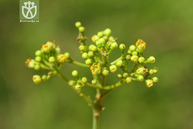 glabriusculum秃叶黄檗【可以处理】2013-05-0 相邻时间拍摄的照片