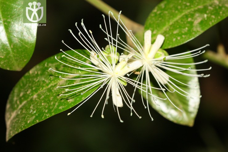 capparis bodinieri野香橼花【可以处理】2013-03-19xx-yn (0).