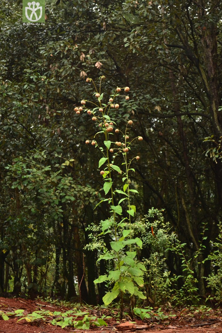 saussurea deltoidea三角叶风毛菊【可以处理】2013-10-22xx-yn(0.