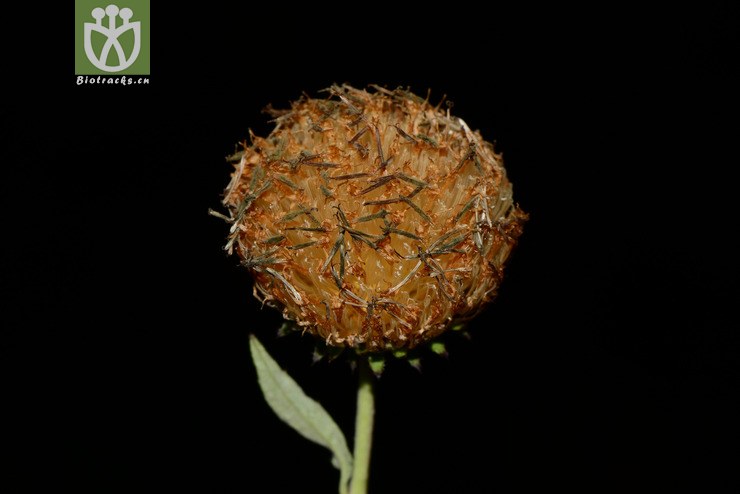 saussurea deltoidea三角叶风毛菊【可以处理】2013-10-22xx-yn(25.