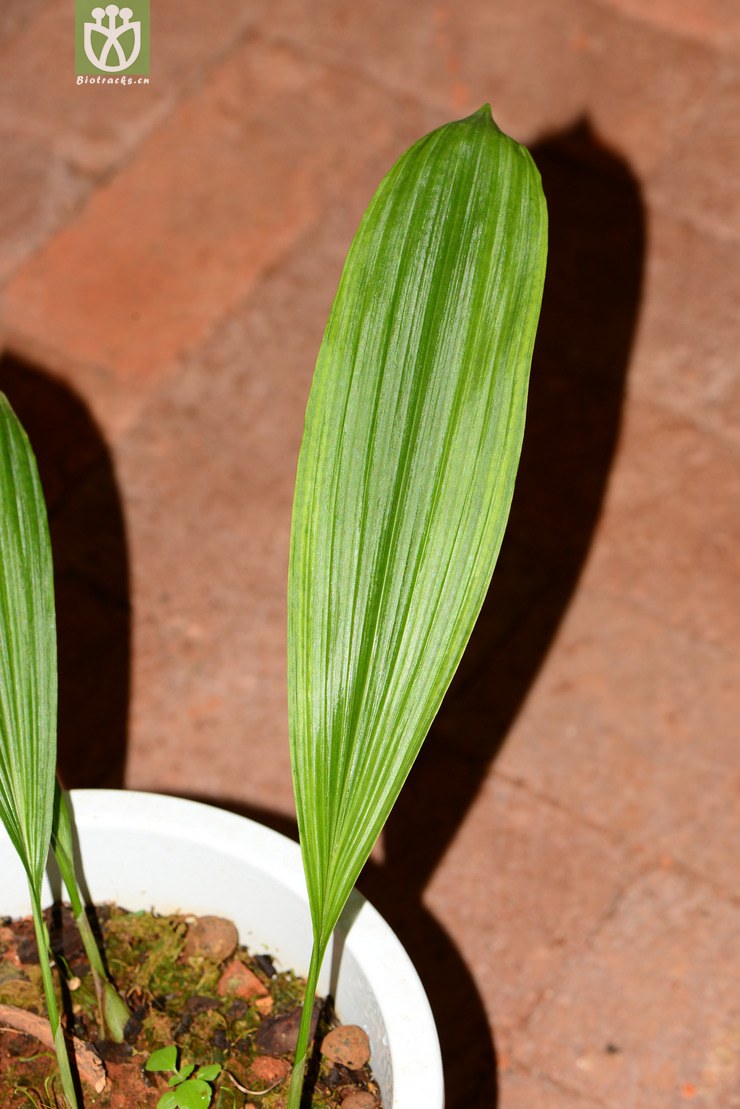 pleione aurita艳花独蒜兰【依据foc】2013-06-21xx-yn (3).