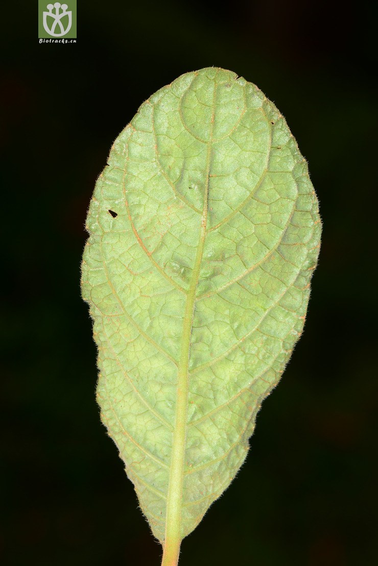 pararuellia glomerata云南地皮消【focyzzw【可以处理】2013-06-25