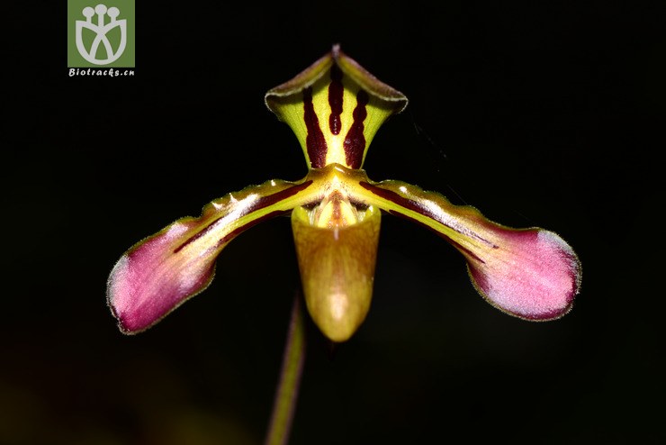 paphiopedilum markianum虎斑兜兰【可以处理】2013-06-21xx-yn (2).