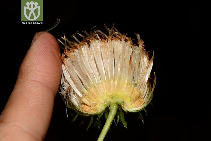 saussurea deltoidea三角叶风毛菊【可以处理】2013-10-22xx-yn(33.