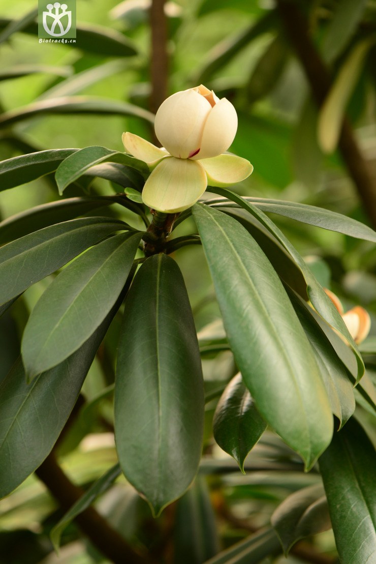 manglietia yuyuanensis源木莲【g】2014-04-25-yn ().
