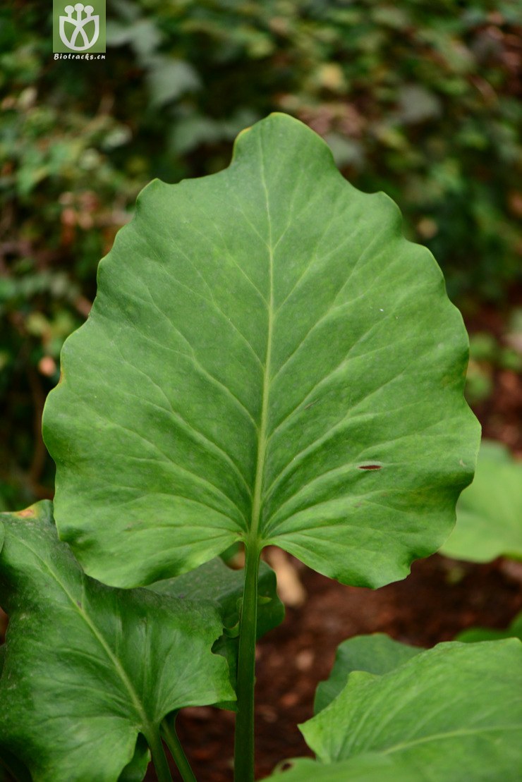 cardiocrinum cathayanum荞麦叶大百合【z】2014-04-28xx-yn (0).jpg图片