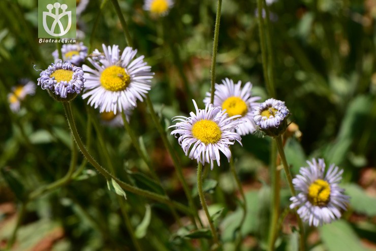 erigeron breviscapus短葶飞蓬【foc】【可以处理】2014-04-19xx-yn