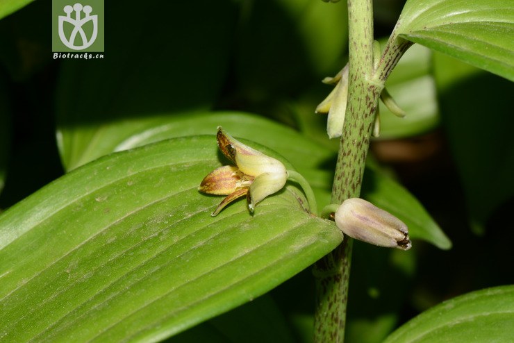 disporopsis aspera散斑竹根七【g(1.