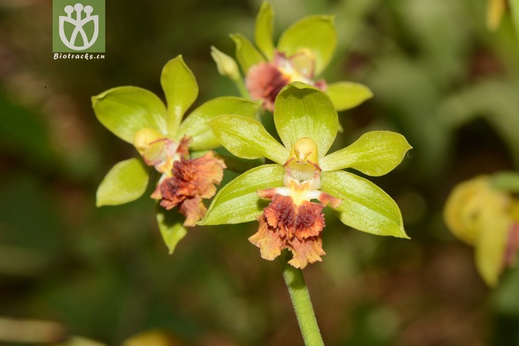 calanthe tricarinata三棱虾脊兰【可以处理】2014-04-19xx-yn(4.