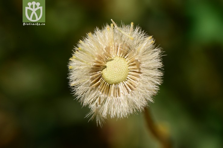 erigeron breviscapus短葶飞蓬【foc【可以处理】2014-04-19xx-yn