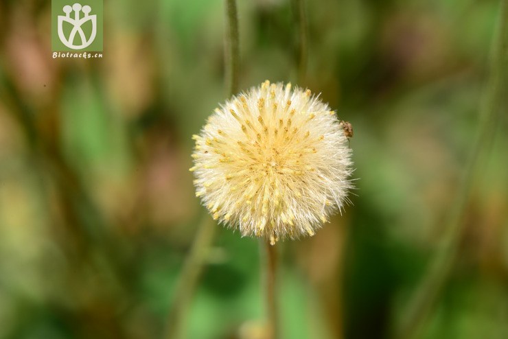 erigeron breviscapus短葶飞蓬【foc】【可以处理】2014-04-19xx-yn