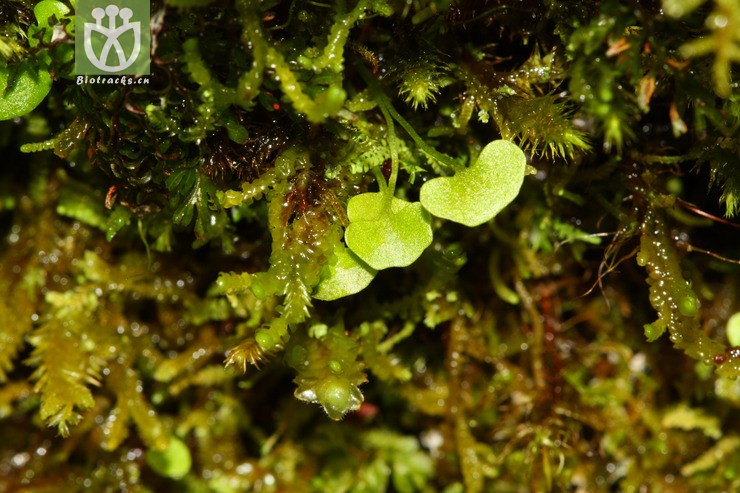 utricularia striatula圆叶挖耳草【可以处理】2012-08-25xx-xz(21.