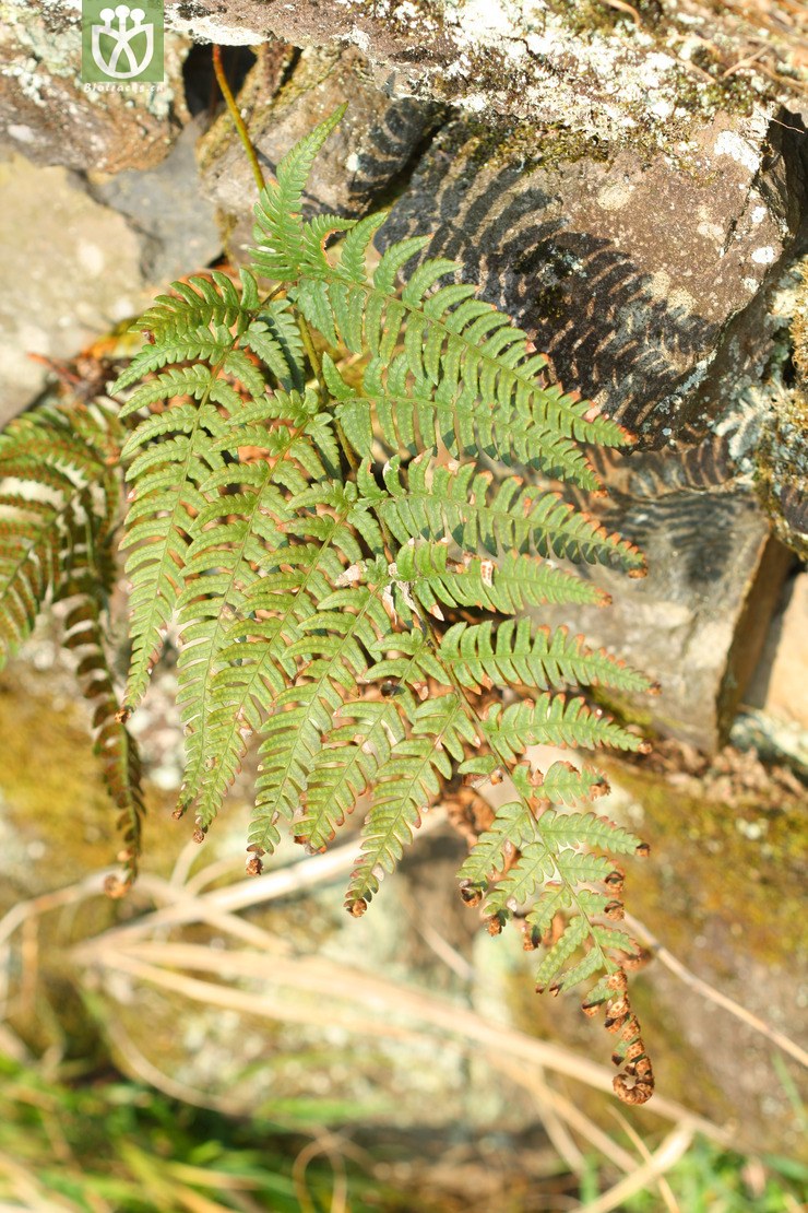 dryopteris sparsa稀羽鳞毛蕨【可以处理】2013-02-16xx-zj (4).