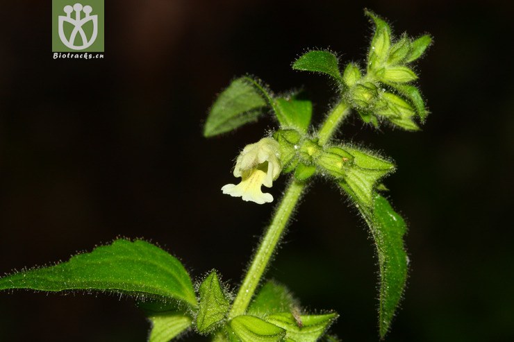 salvia roborowskii粘毛鼠尾草【可以处理】2012-08-12xx-xz(3.