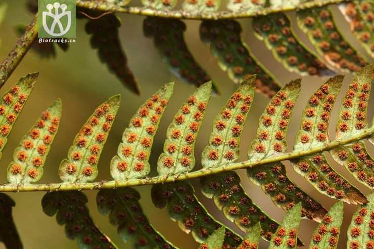 dryopteris sparsa稀羽鳞毛蕨【可以处理】2013-02-16xx-zj(24.