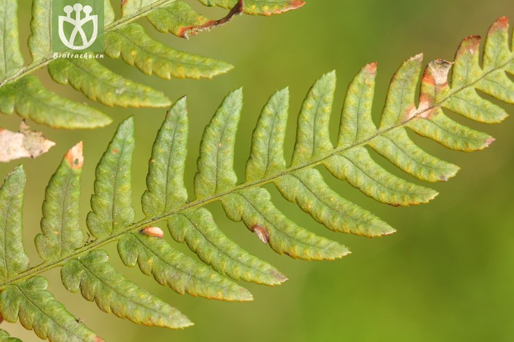 dryopteris sparsa稀羽鳞毛蕨【可以处理】2013-02-16xx-zj(43.