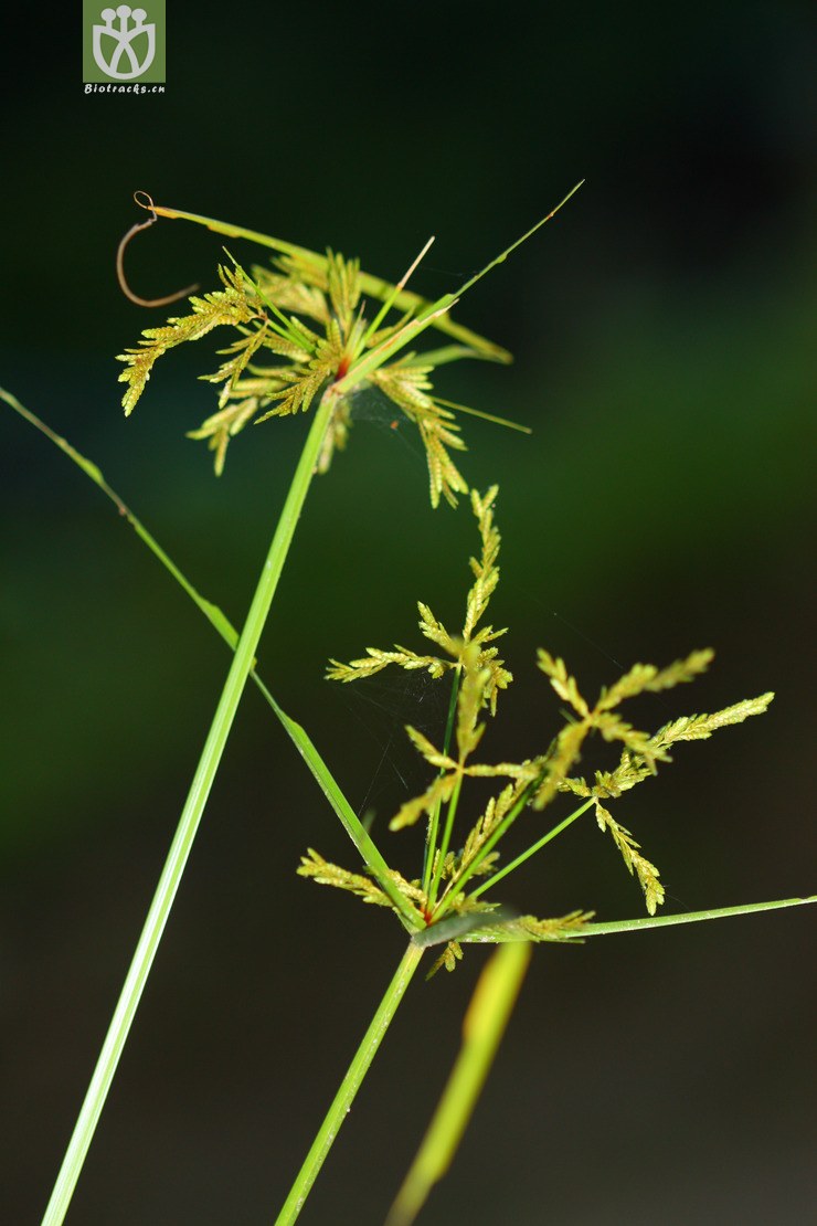 cyperus iria碎米莎草【可以处理】2012-08-15xx-xz (8).