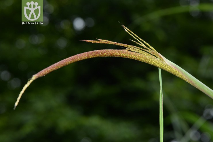 miscanthus floridulus五节芒【可以处理】2015-06-09xx-zj(1.