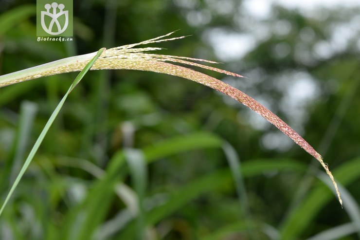 miscanthus floridulus五节芒【可以处理】2015-06-09xx-zj(0.