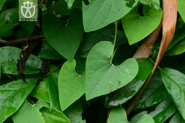 aristolochia tubiflora辟蛇雷【可以处理】【标本号:zh066】2015-05