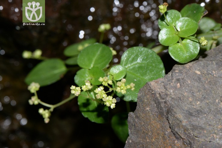 cavaleriei石油菜【hg】2015-07-13xx-zj(10 相邻时间拍摄的照片