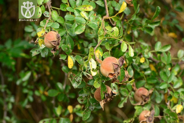 rosa bracteata var2014-09-27xx-zj bracteata硕苞蔷薇【zh(0.