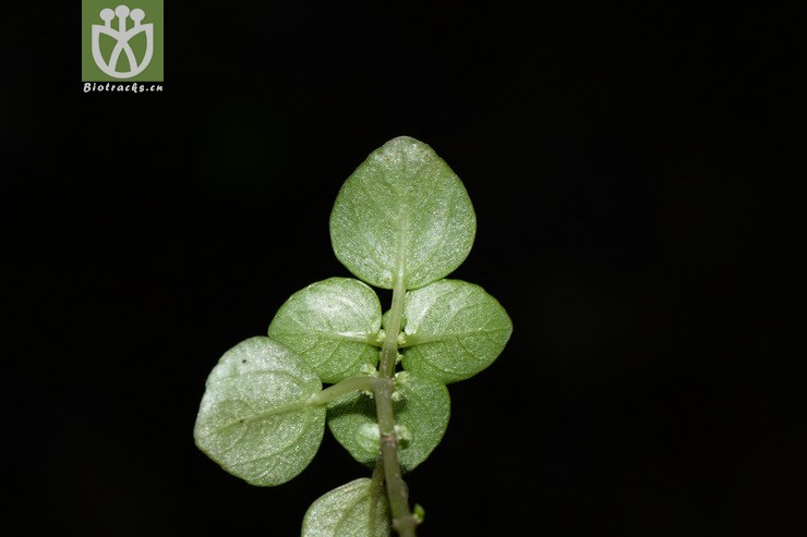 cavaleriei石油菜【hg】2015-07-13xx-zj(6 相邻时间拍摄的照片