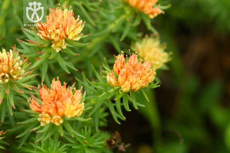 rhodiola fastigiata长鞭红景天2011-07-06xx-yn(5.