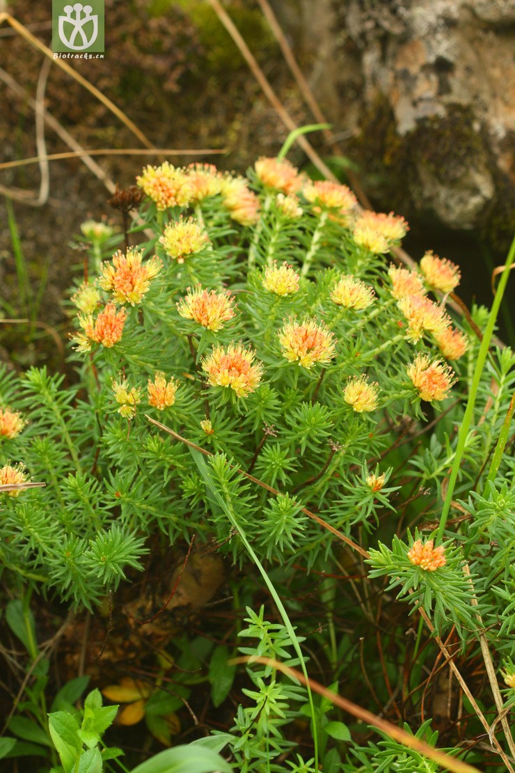 rhodiola fastigiata长鞭红景天2011-07-06xx-yn(2.