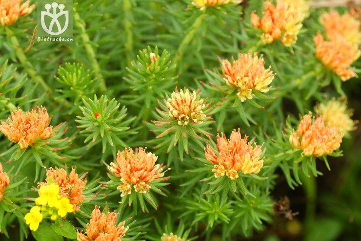 rhodiola fastigiata长鞭红景天2011-07-06xx-yn(3.