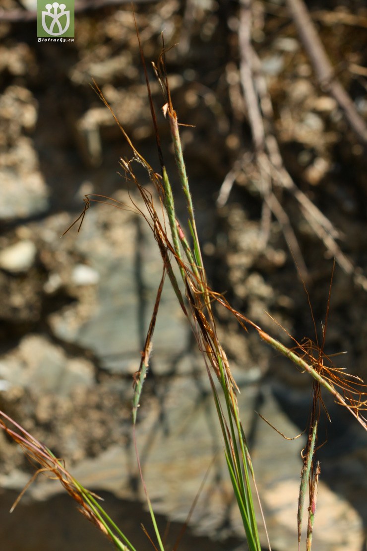 heteropogon contortus黄茅2010-10-02xx-yn (37).