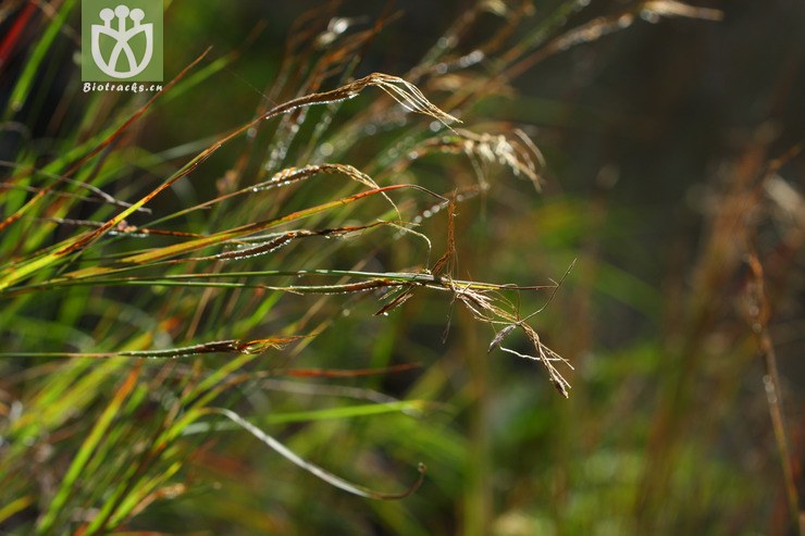 heteropogon contortus黄茅2010-10-02xx-yn (36).