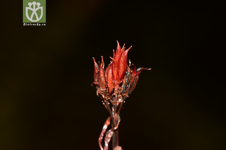 rhodiola fastigiata长鞭红景天【可以处理】2013-07-14xx-yn(12.