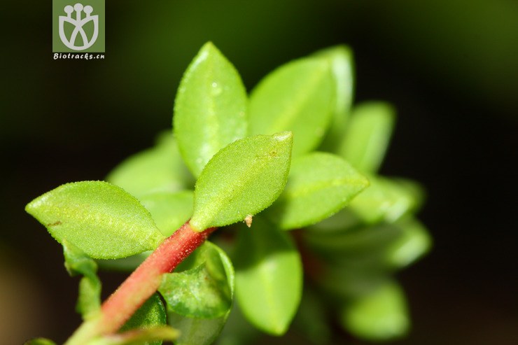 rhodiola venusta宽叶红景天【yzyzzw】【h】2012-07-13xx-yn (16).