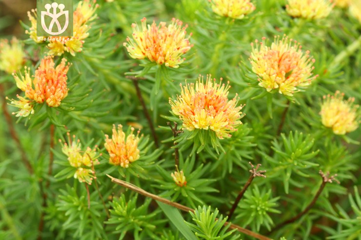 rhodiola fastigiata长鞭红景天2011-07-06xx-yn(6.
