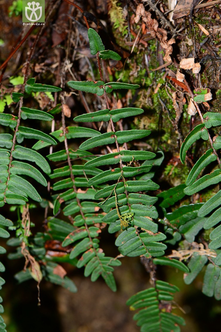 paragymnopteris delavayi滇西金毛裸蕨【可以处理】2015-08-11xx-yn