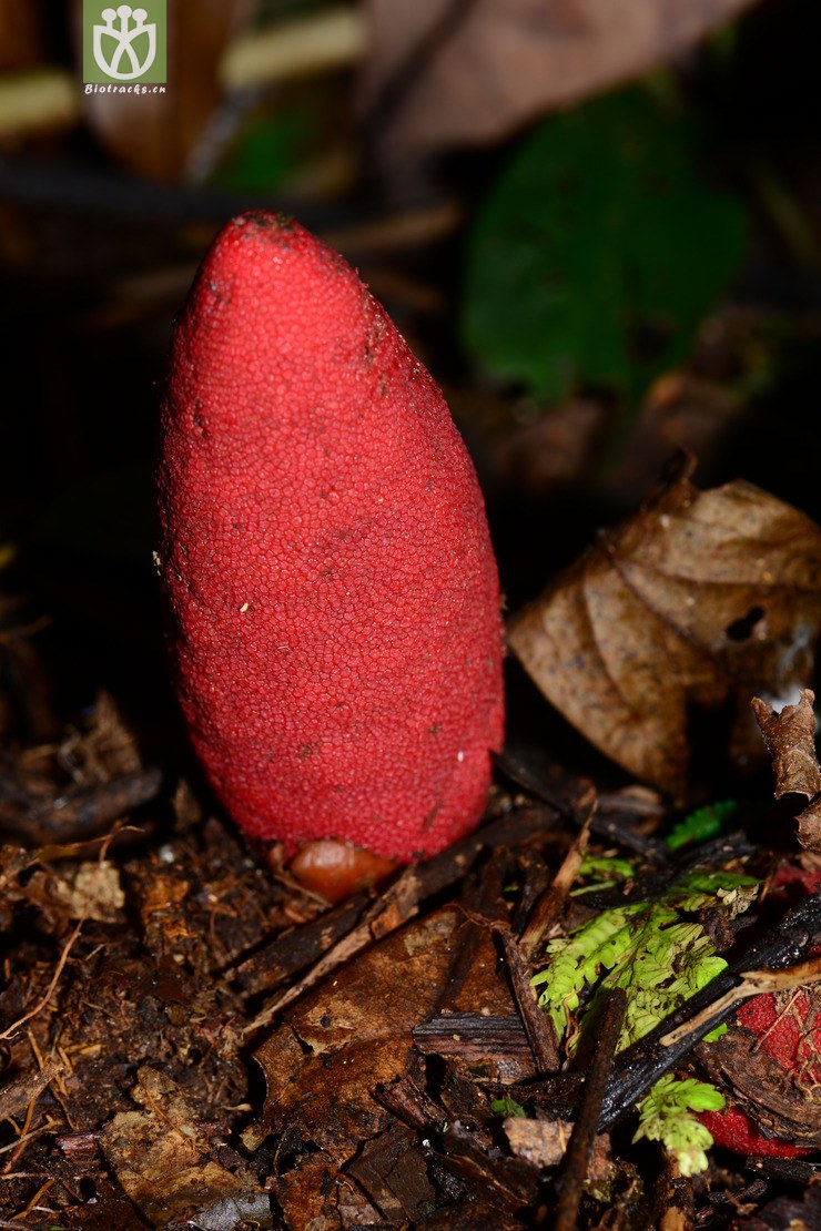 balanophora laiflora軨ԡfocg2014-10-24-yn (4).