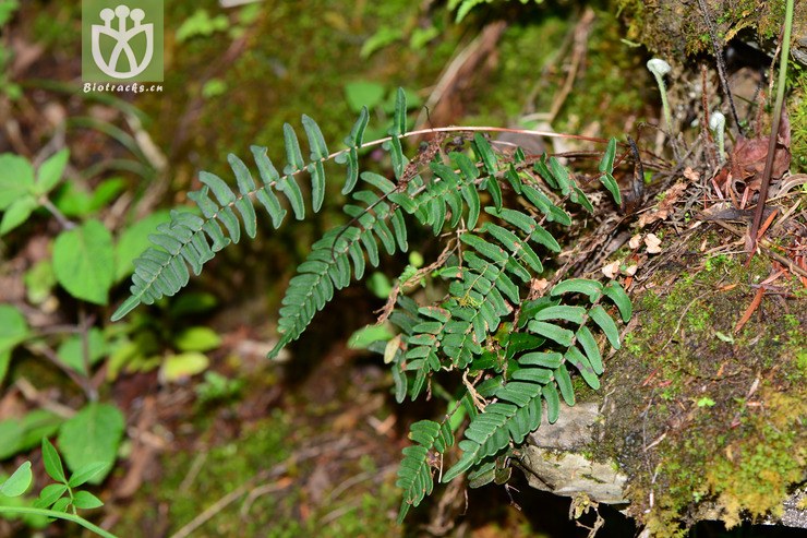 paragymnopteris delavayi滇西金毛裸蕨【可以处理】2015-08-11xx-yn