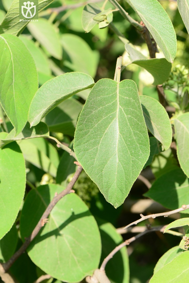 ehretia corylifolia西南粗糠树【yg】a2014-04-21xx-yn(0.