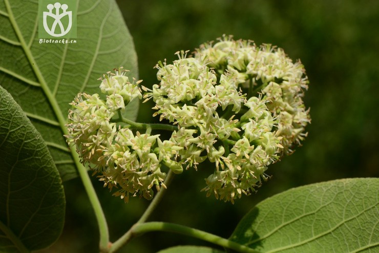 ehretia corylifolia西南粗糠树【g】2014-04-21xx-yn(5.