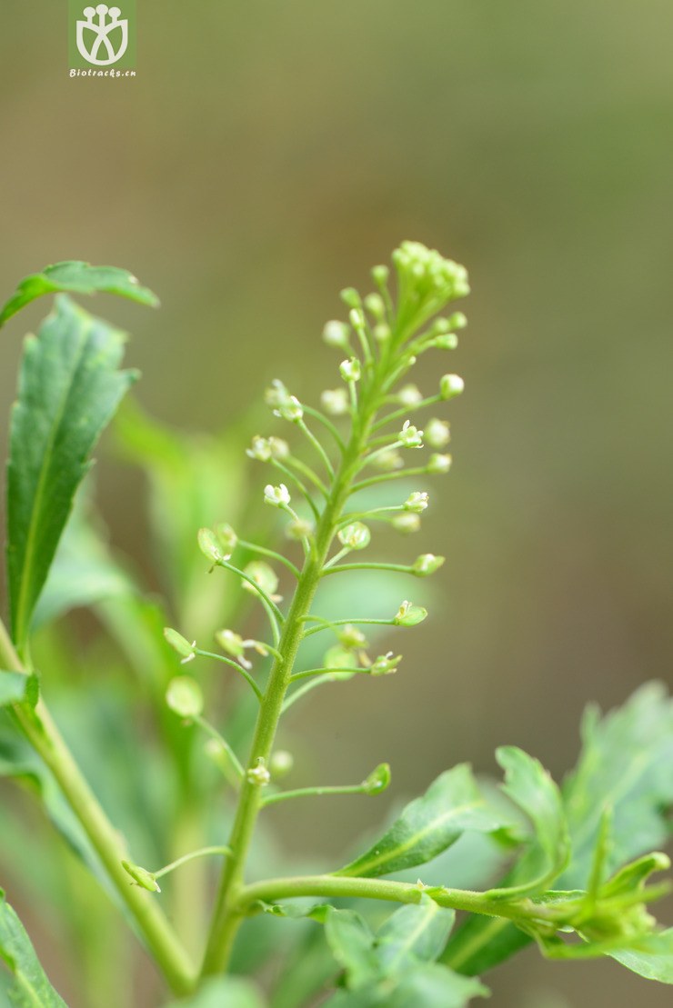 lepidium virginicum北美独行菜【可以处理】2014-04-21xx-yn(7.