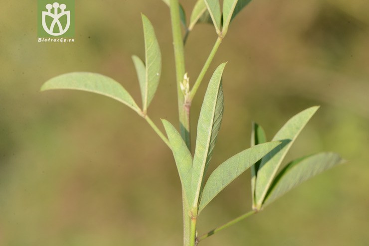 crotalaria trichotoma光萼猪屎豆【focyzzw【可以处理】2014-03-02