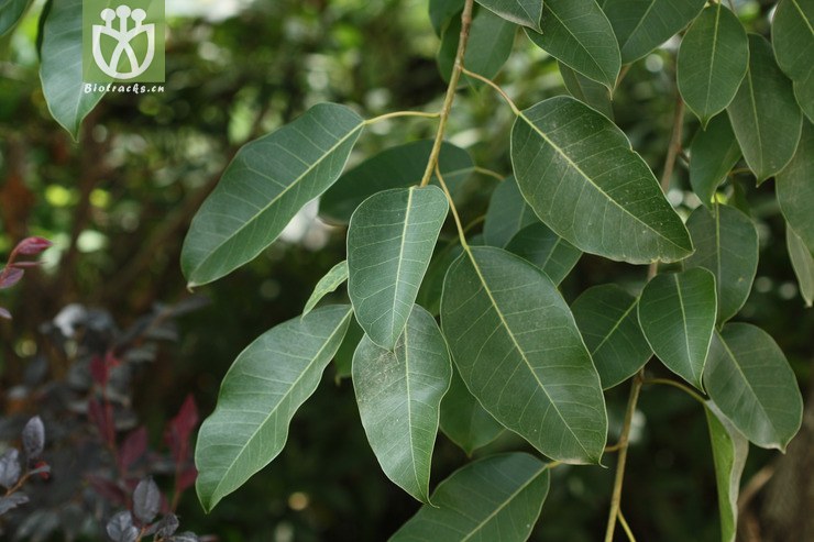 100% ficus virens var. sublanceolata黄葛树2009-07-10xx-yn (0).