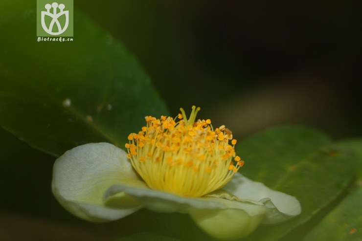 camellia sinensis var. assamica普洱茶2010-09-18xx-yn (4).