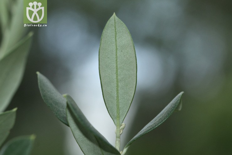 100% olea europaea subsp. europaea木犀榄2009-07-10xx-yn (2).