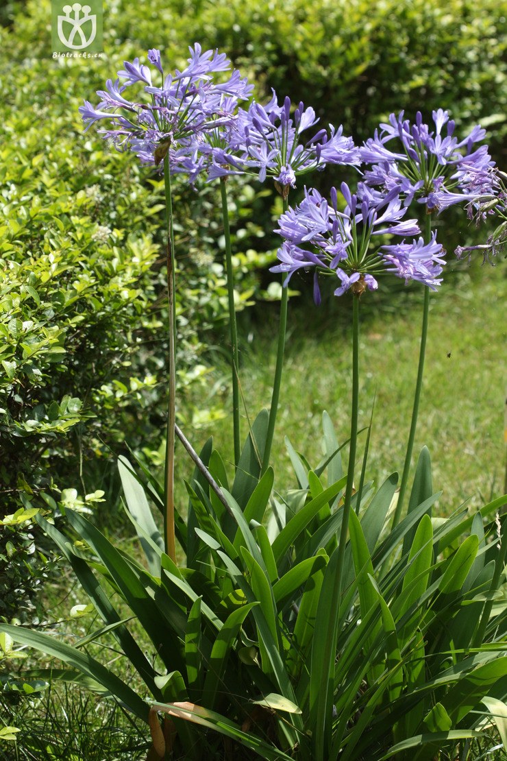 agapanthus africanus百子莲【cfhyzzw】2009-07-10xx-yn(0.