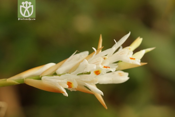 coelogyne leucantha白花贝母兰2011-04-27xx-yn (2).