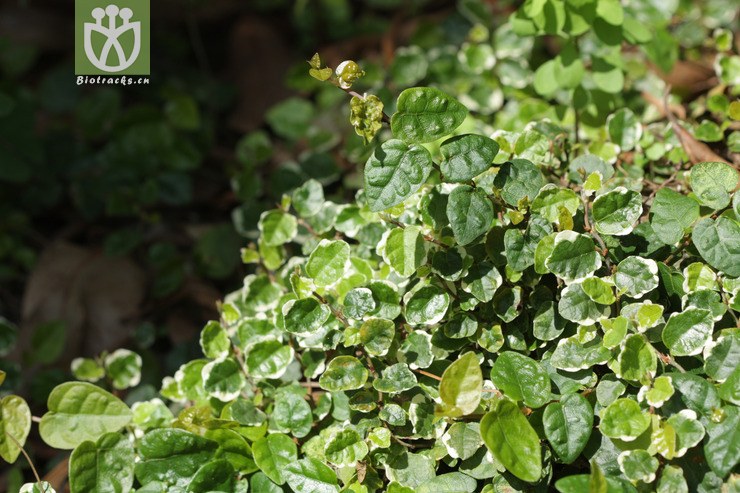 ficus pumila "variegata"花叶薜荔2011-06-24xx-yn (1).