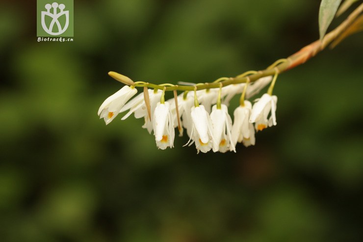 coelogyne leucantha白花贝母兰2011-04-27xx-yn (4).